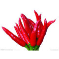Neue Ernte Frischer Export Gemüse Gute Qualität Red Chili